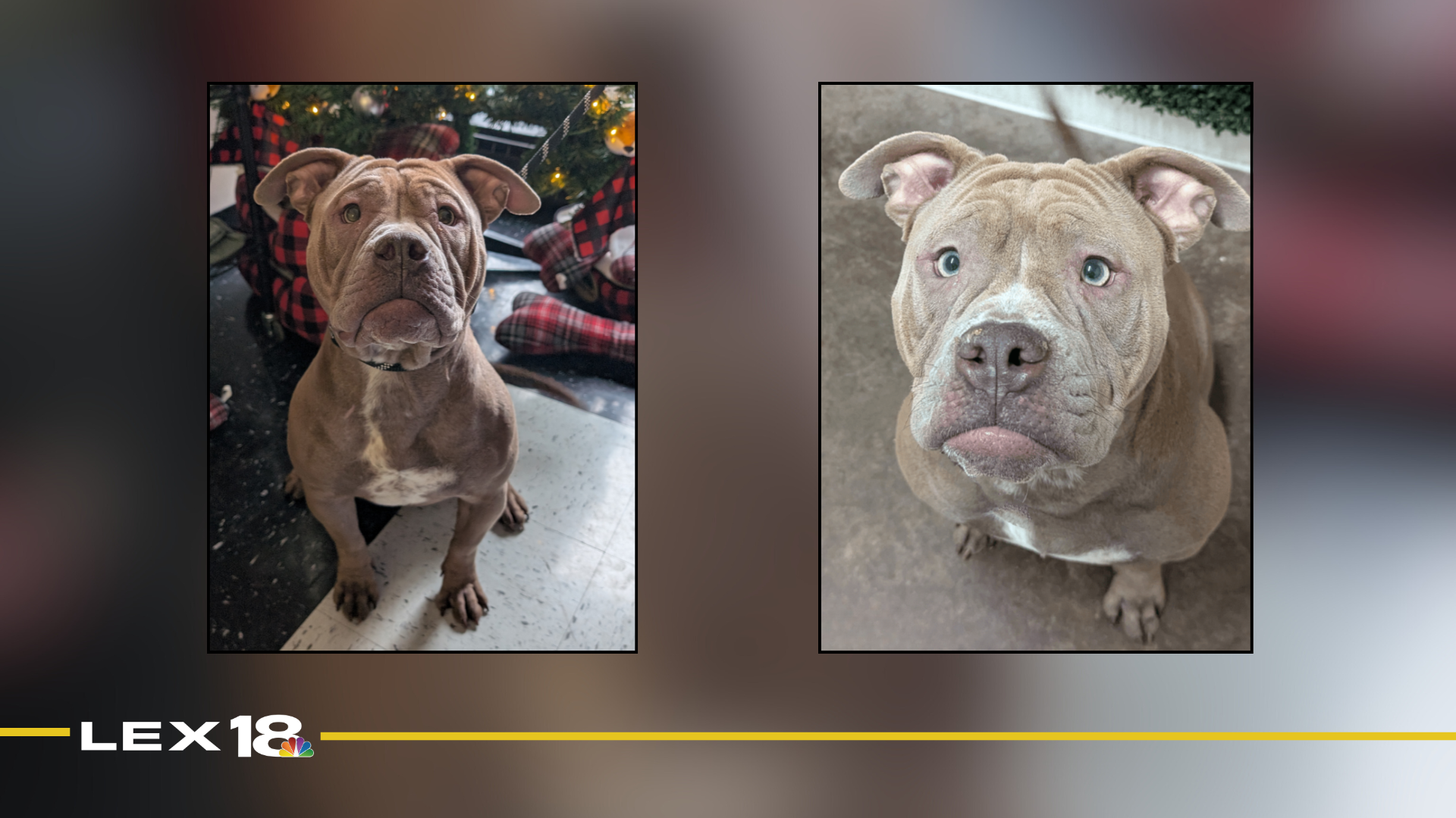 mugshot template  - 2025-12-03T113044.995.png