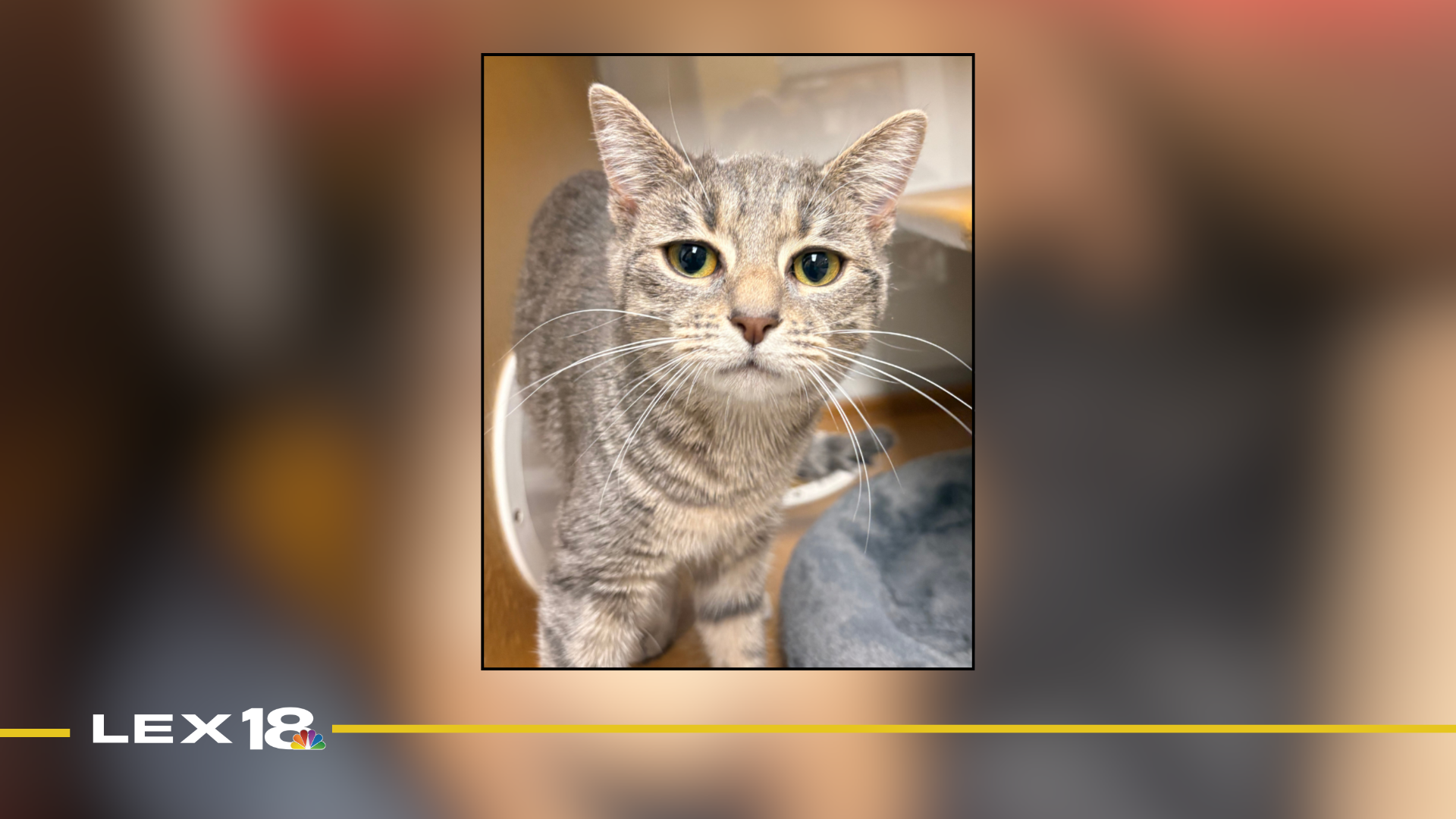 Featured Image Custom Edit (27).png