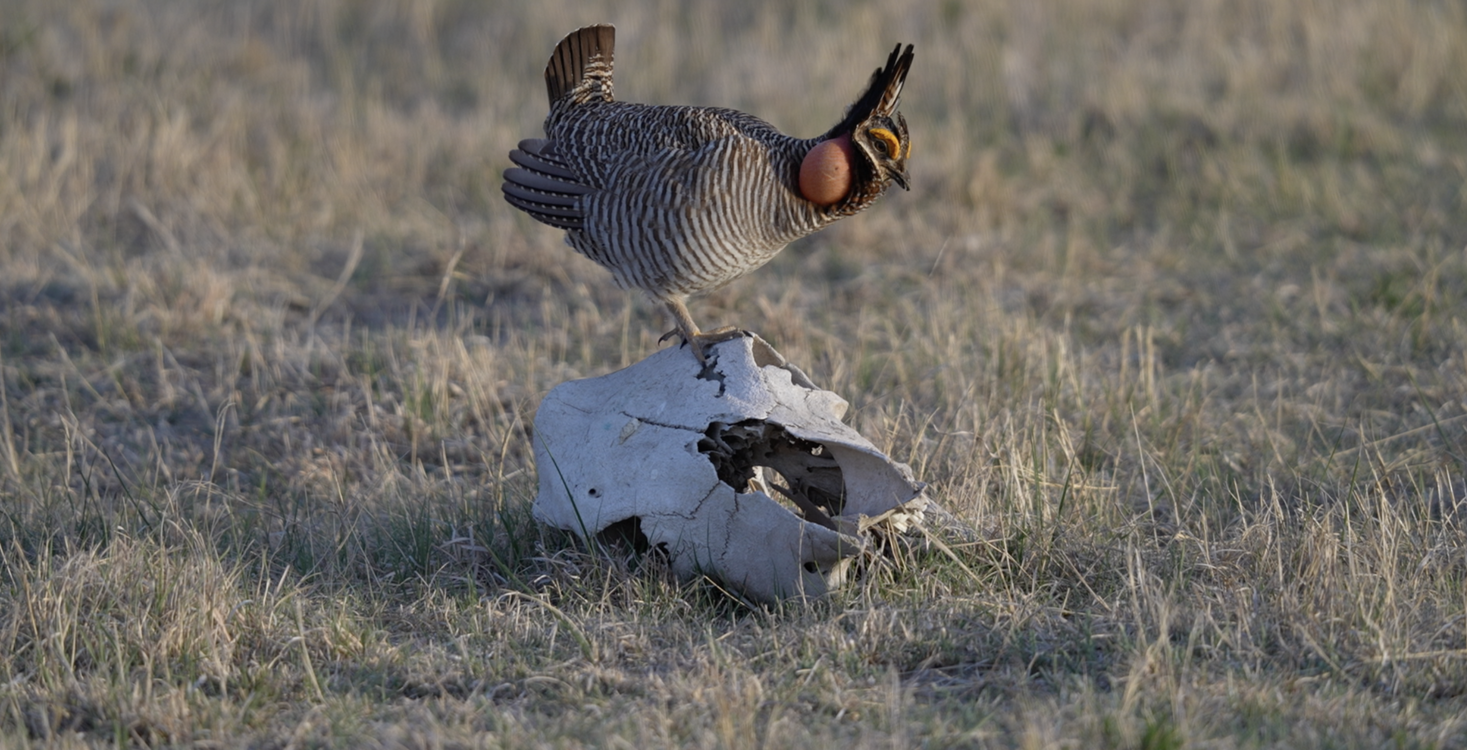 Lesser Prairie Chicken