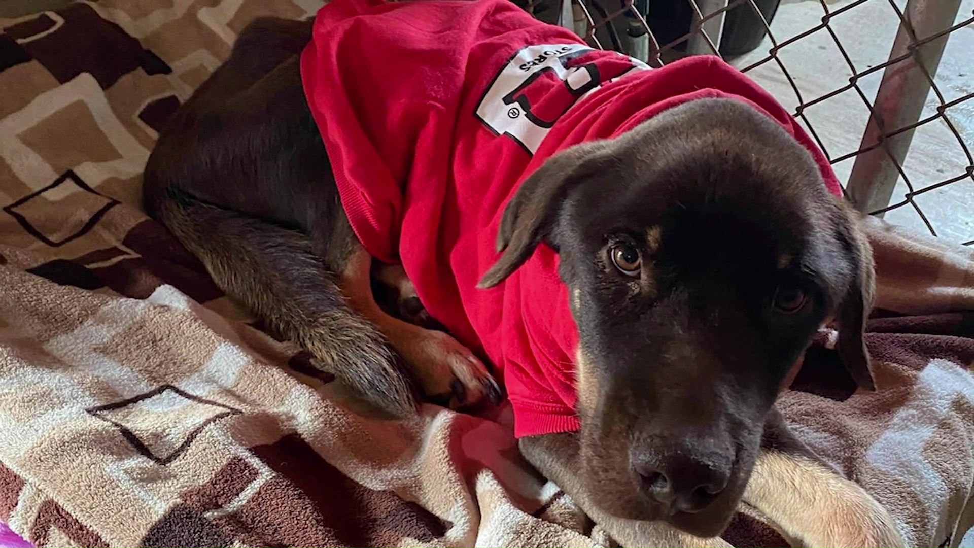 Barney defies the odds and needs a forever family