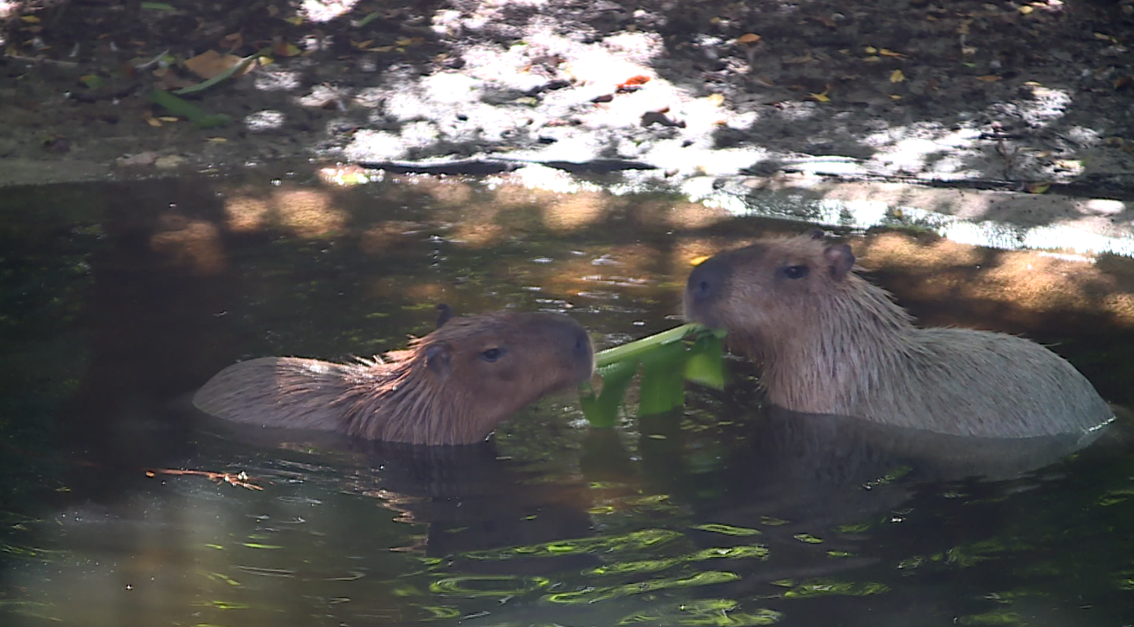 Iyari and Zeus palm beach zoo capybaras