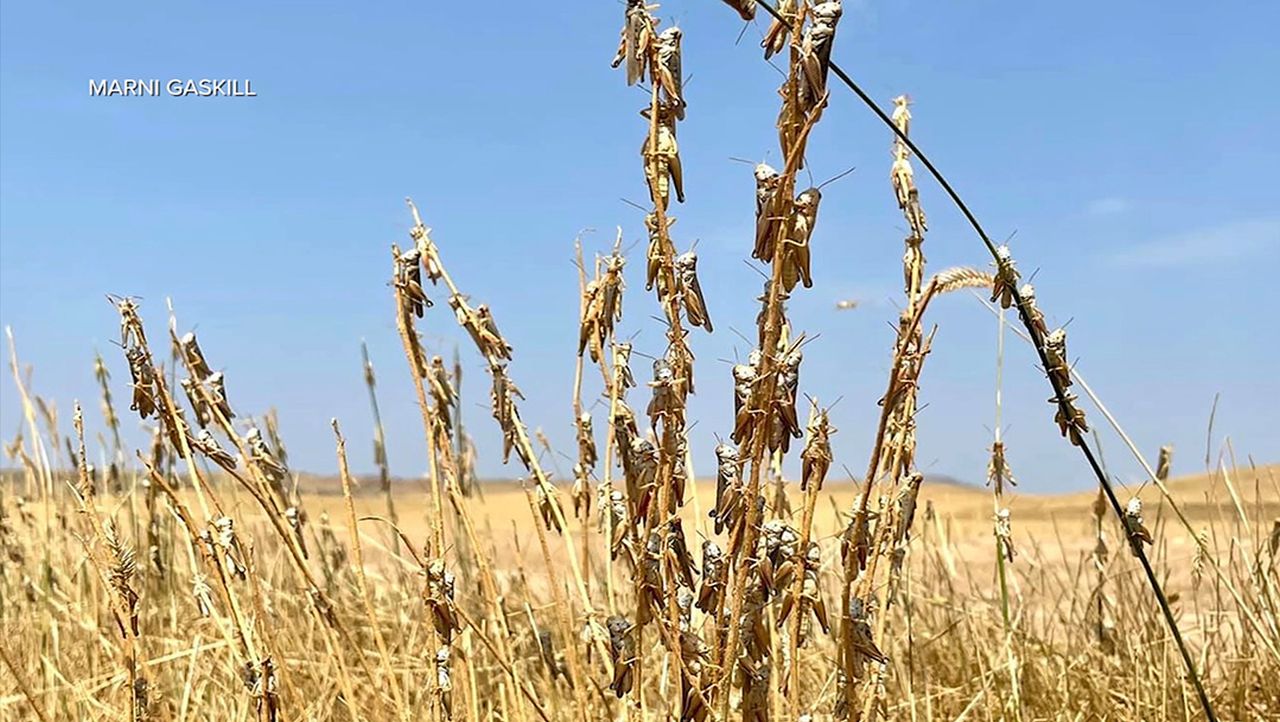 Grasshopper outbreak plagues farmers and ranchers