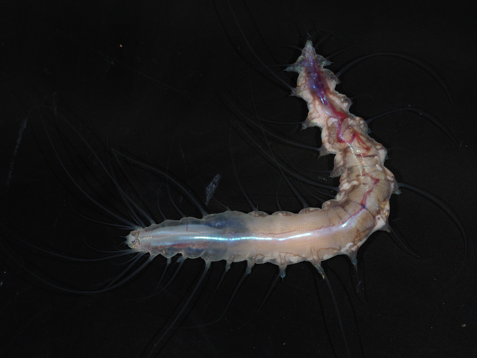 A "glass castle" worm found by scientists in Japan.