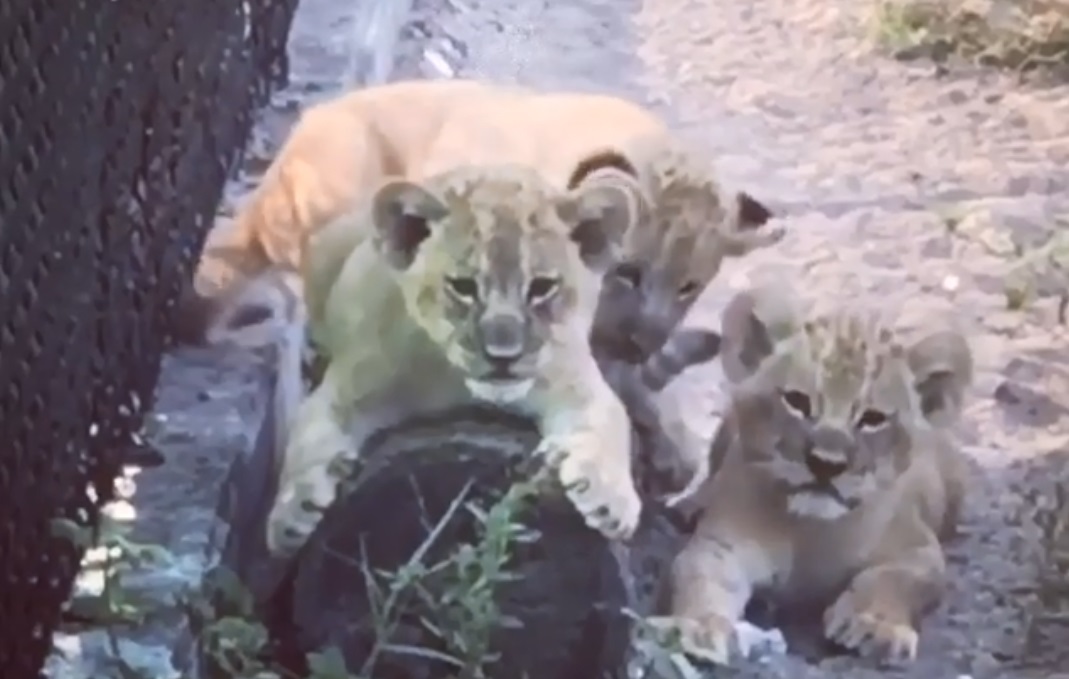 Naples Zoo lion cubs.jpg