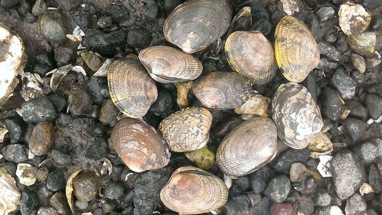Manila clams