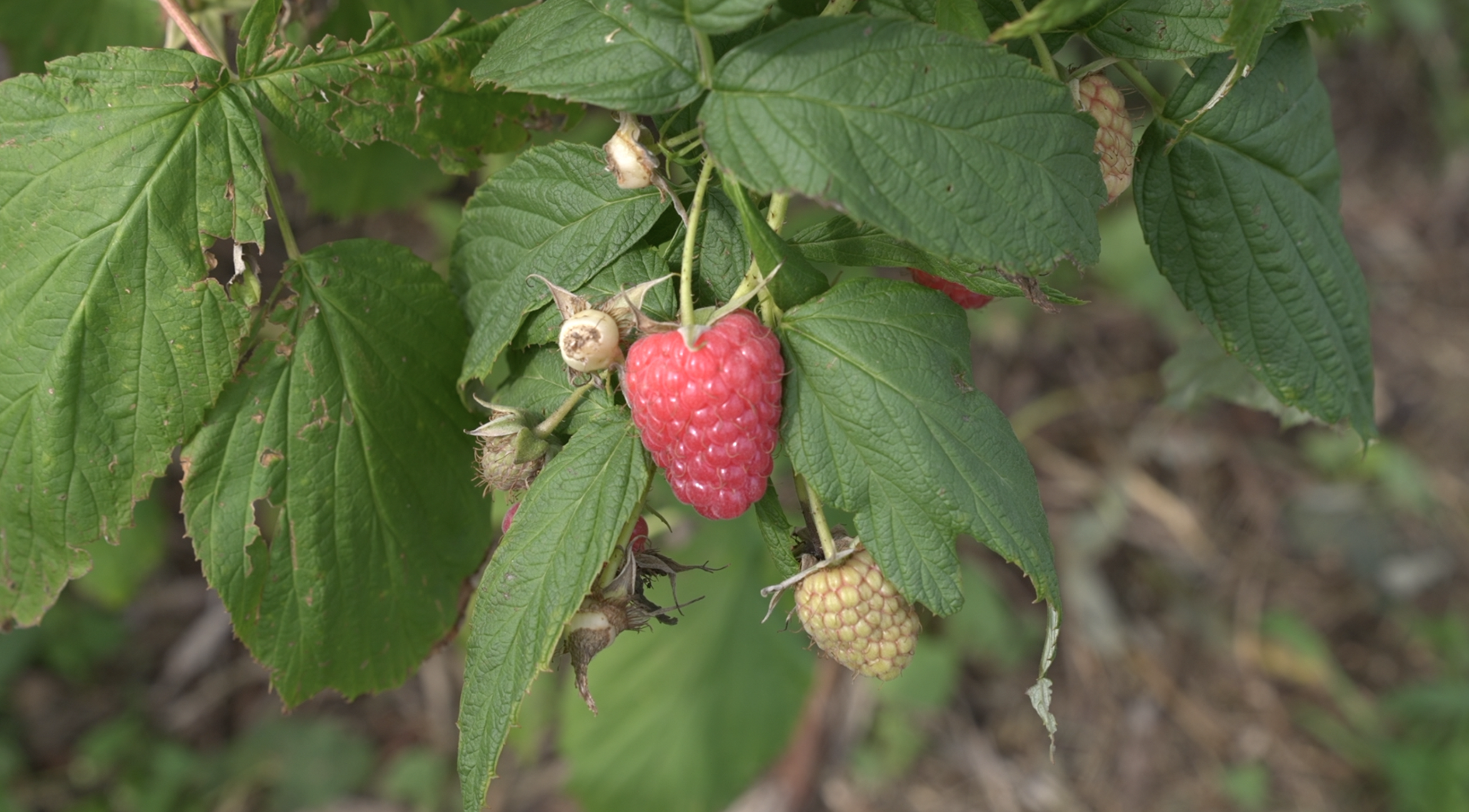 Schafer Raspberries