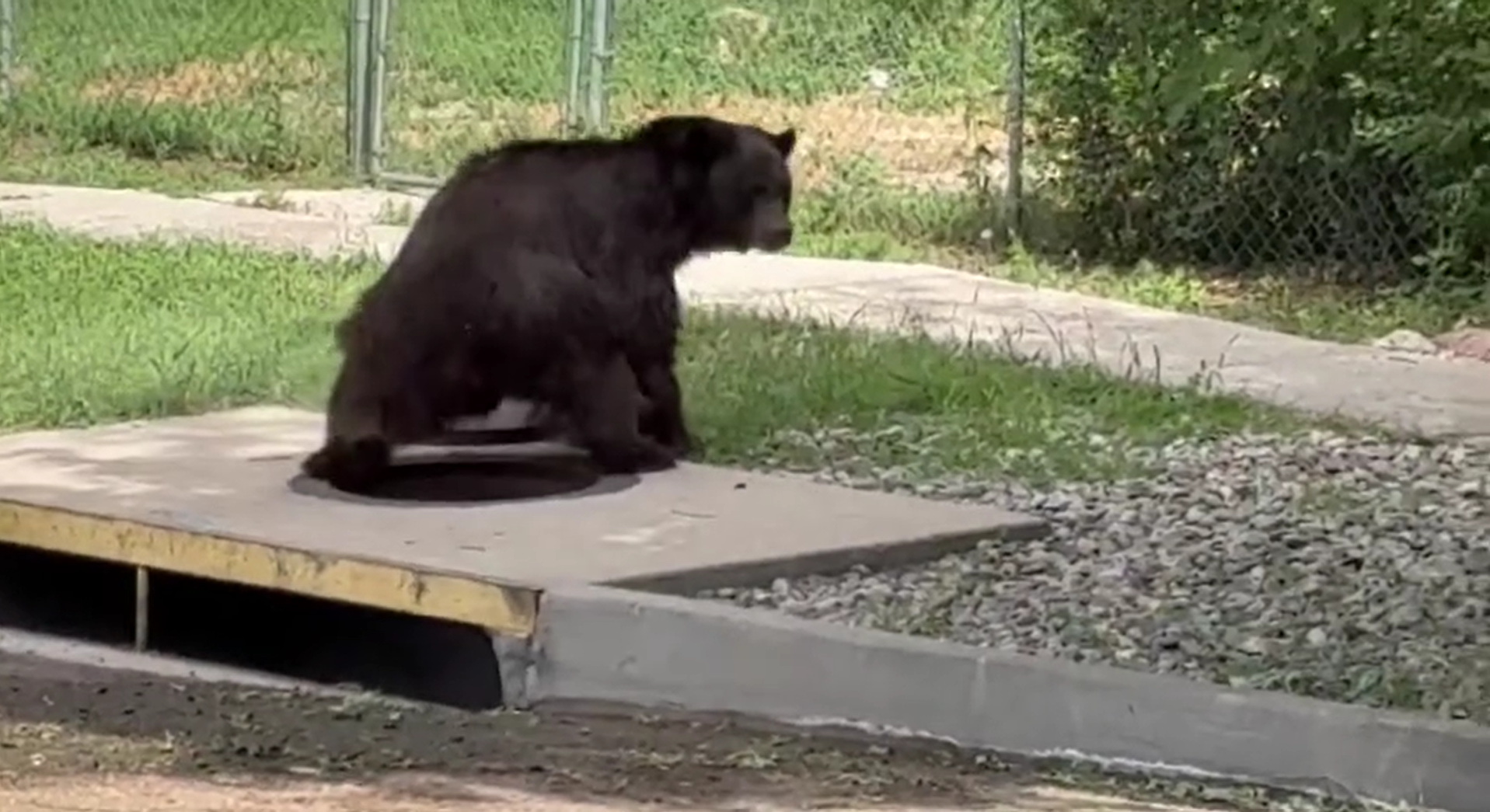 Bear in Colorado Springs