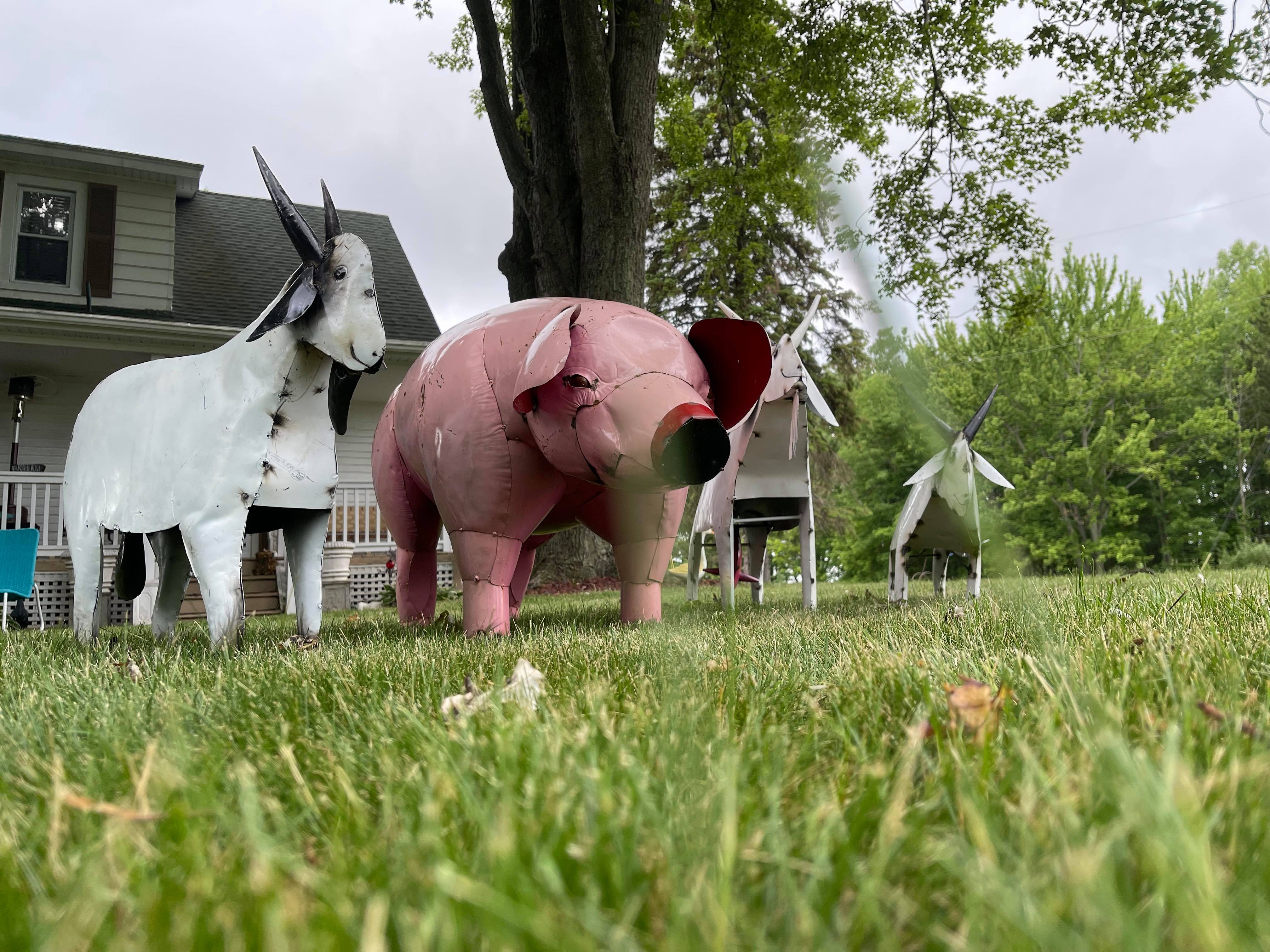 The pig and goats finally meet