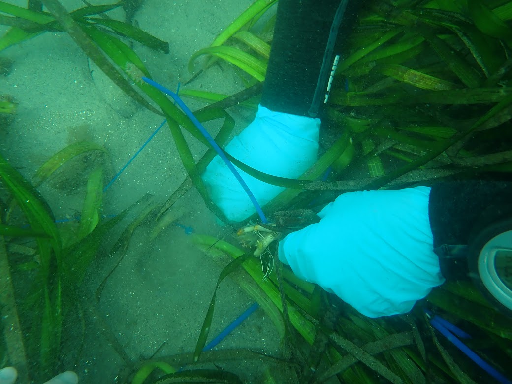 San Diego Bay eelgrass