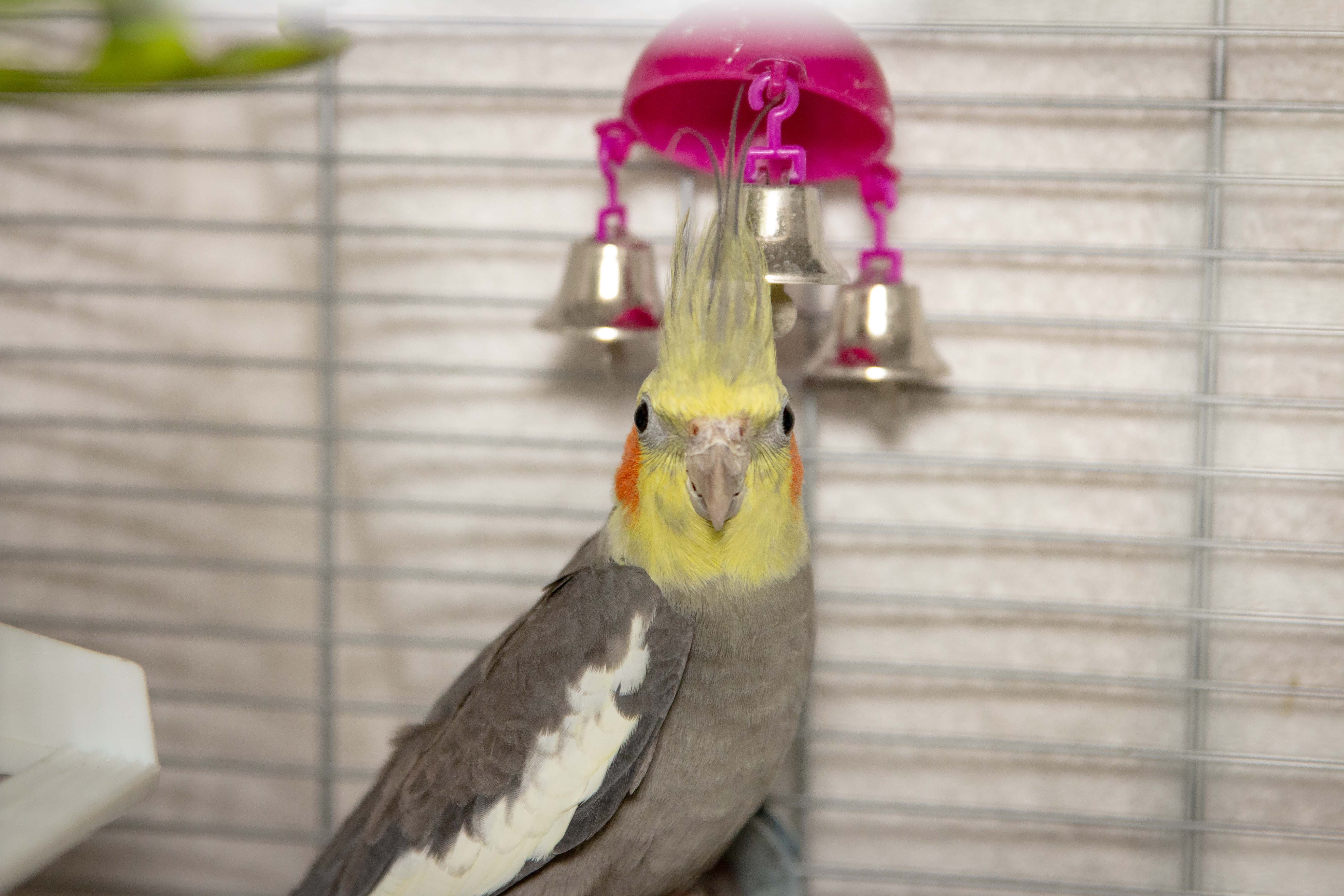Cockatiel.jpg