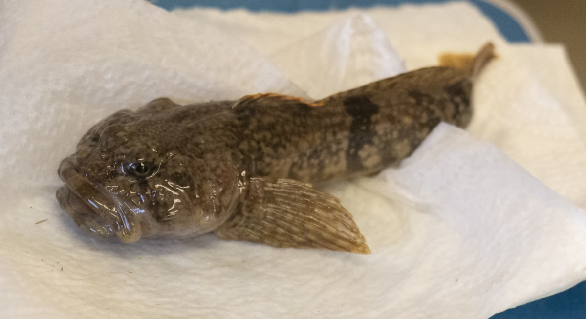 bullhead.PNG