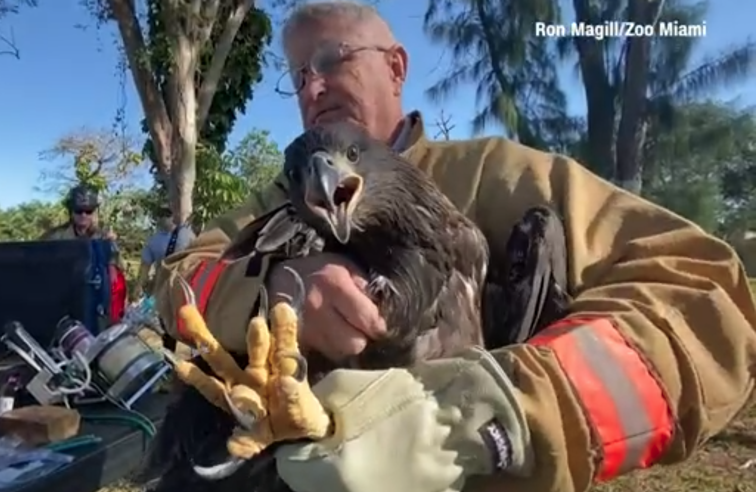 bald eagle miami.png