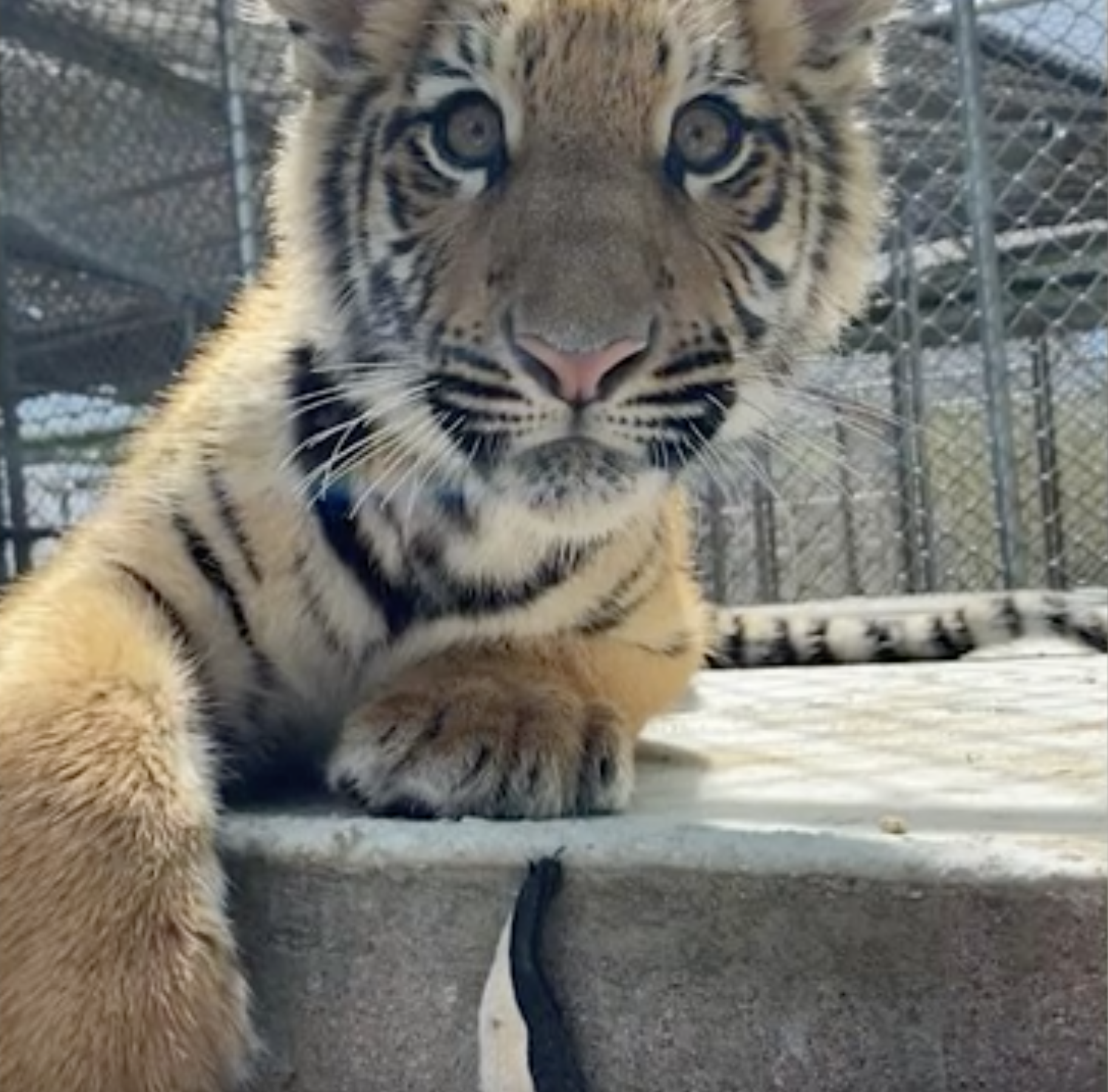 Indy tiger cub.png