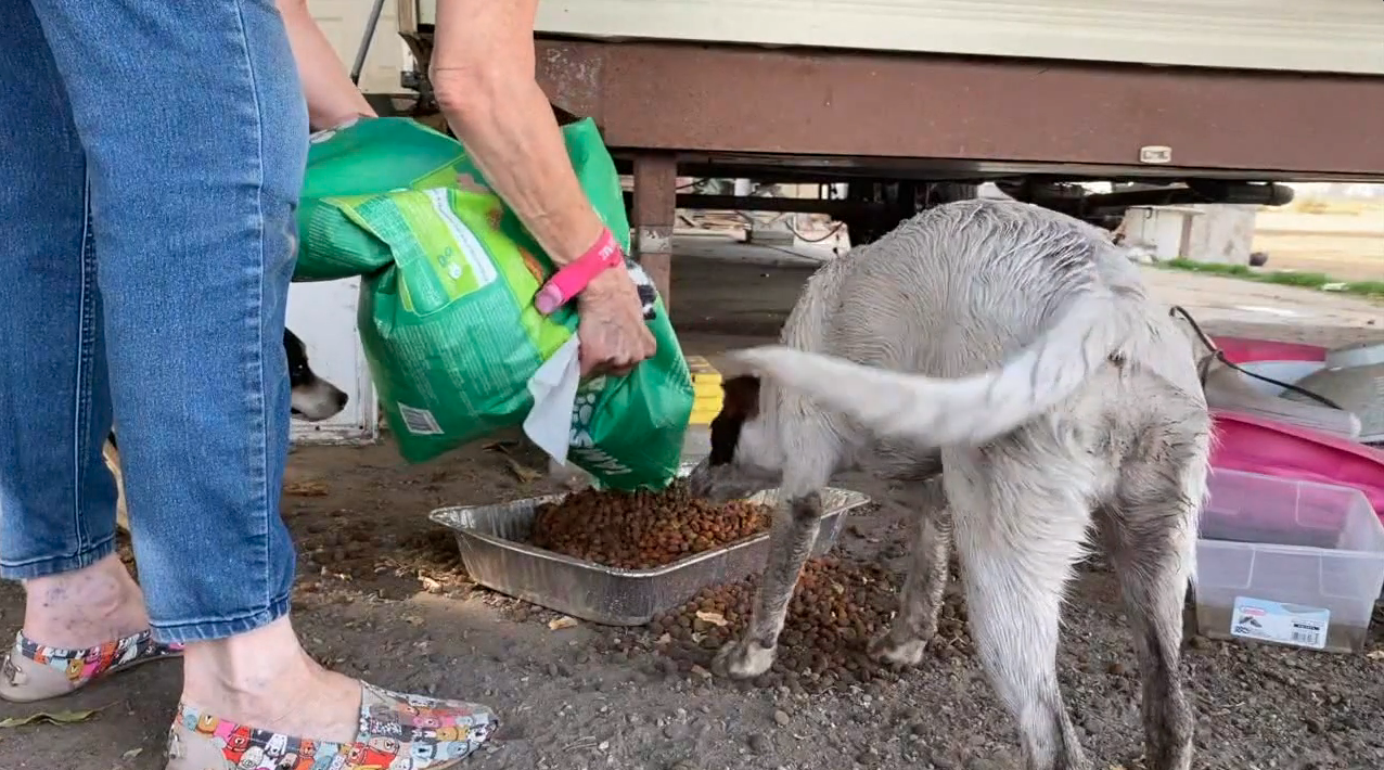 Feeding Dumped Dogs (FILE)