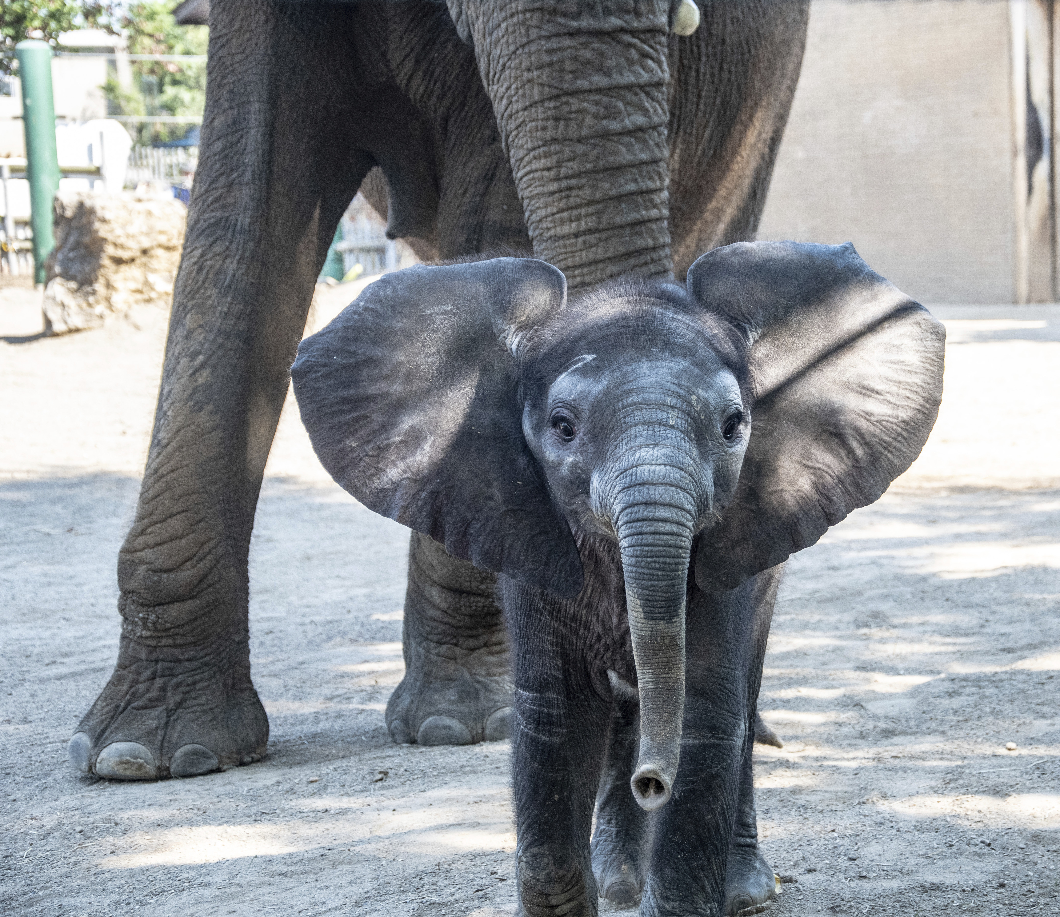 Elephant Calf Name