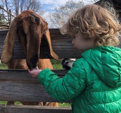 petting zoo bluebird gap farm