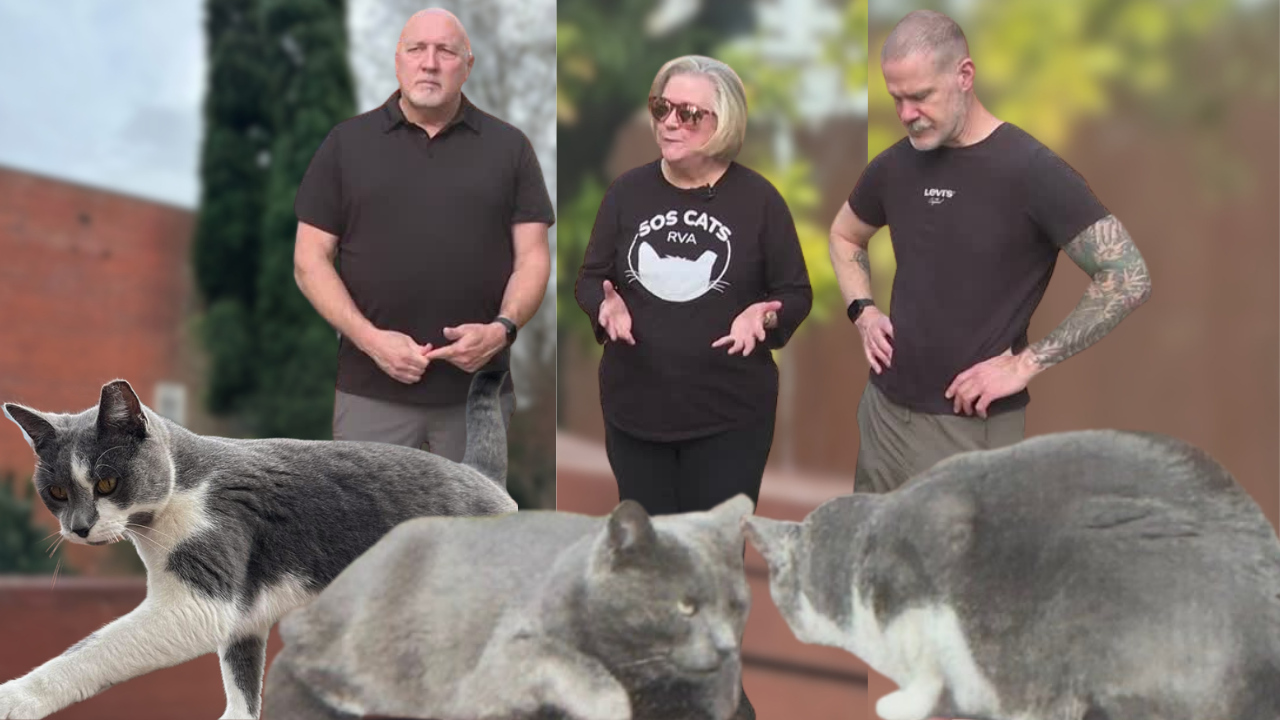 Scott THUMB missing cats.png