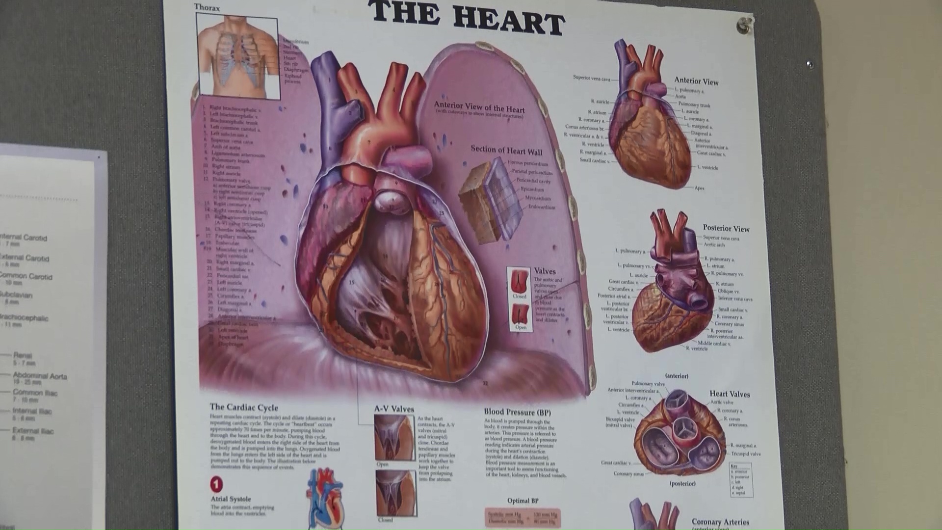 Heart Health