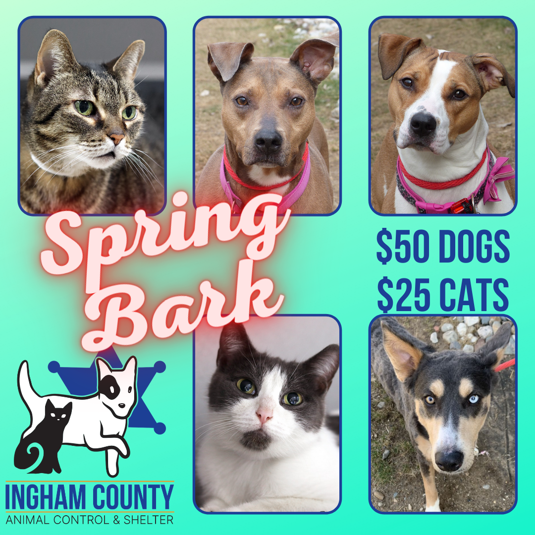 Spring Bark ICACS