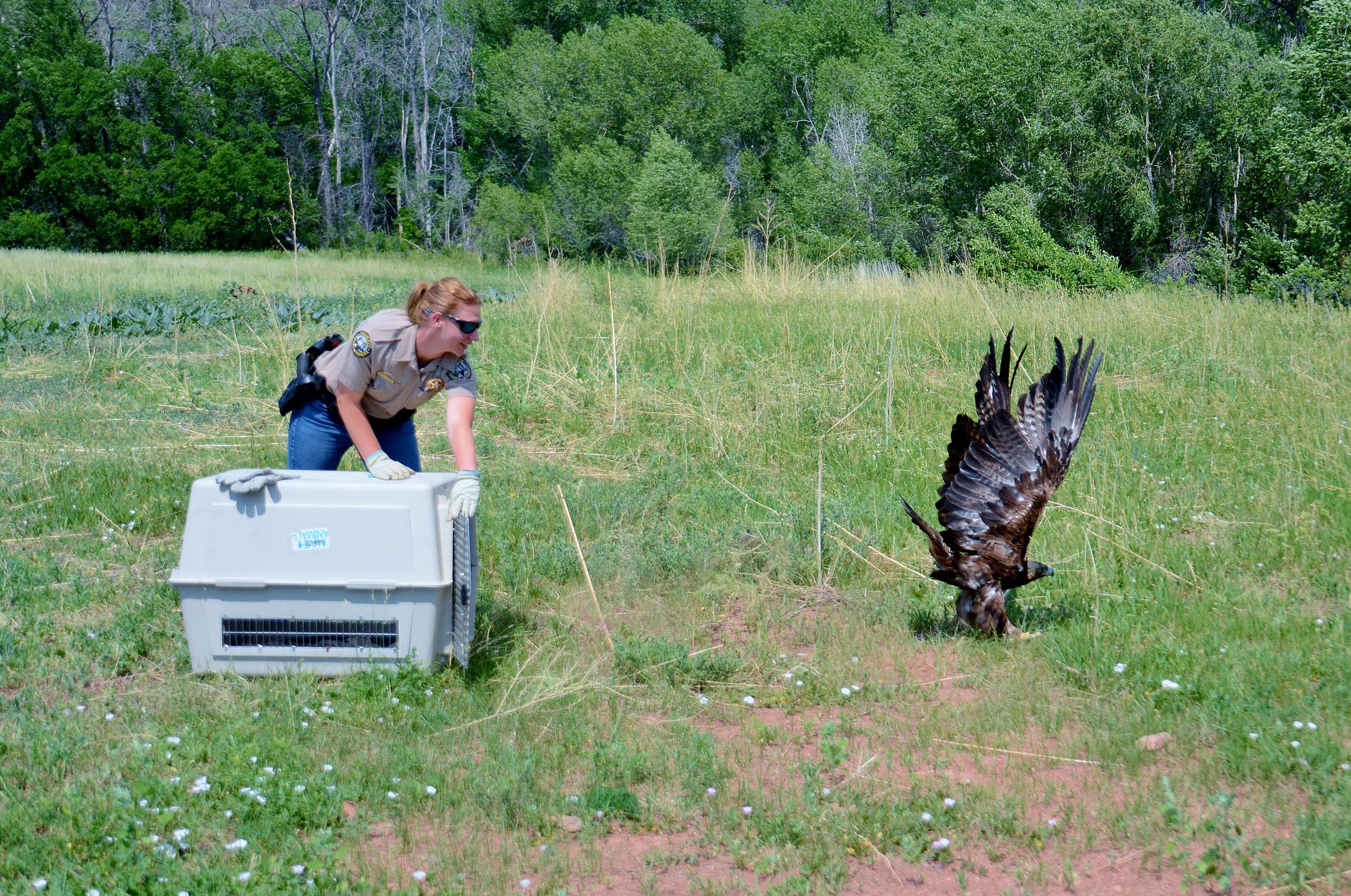 The Raptor Center has been a non-profit in Pueblo for roughly 4o years