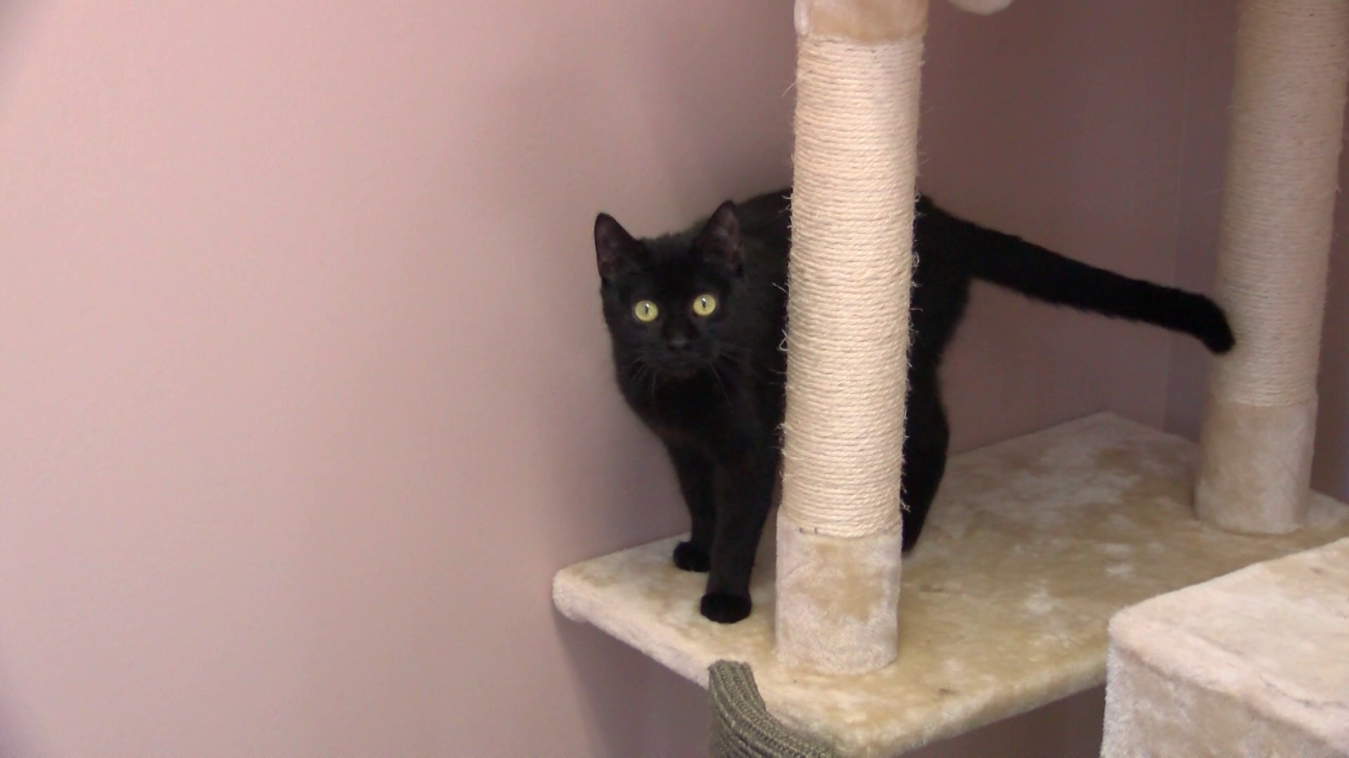 Pets find new homes during “Empty The Shelter” event