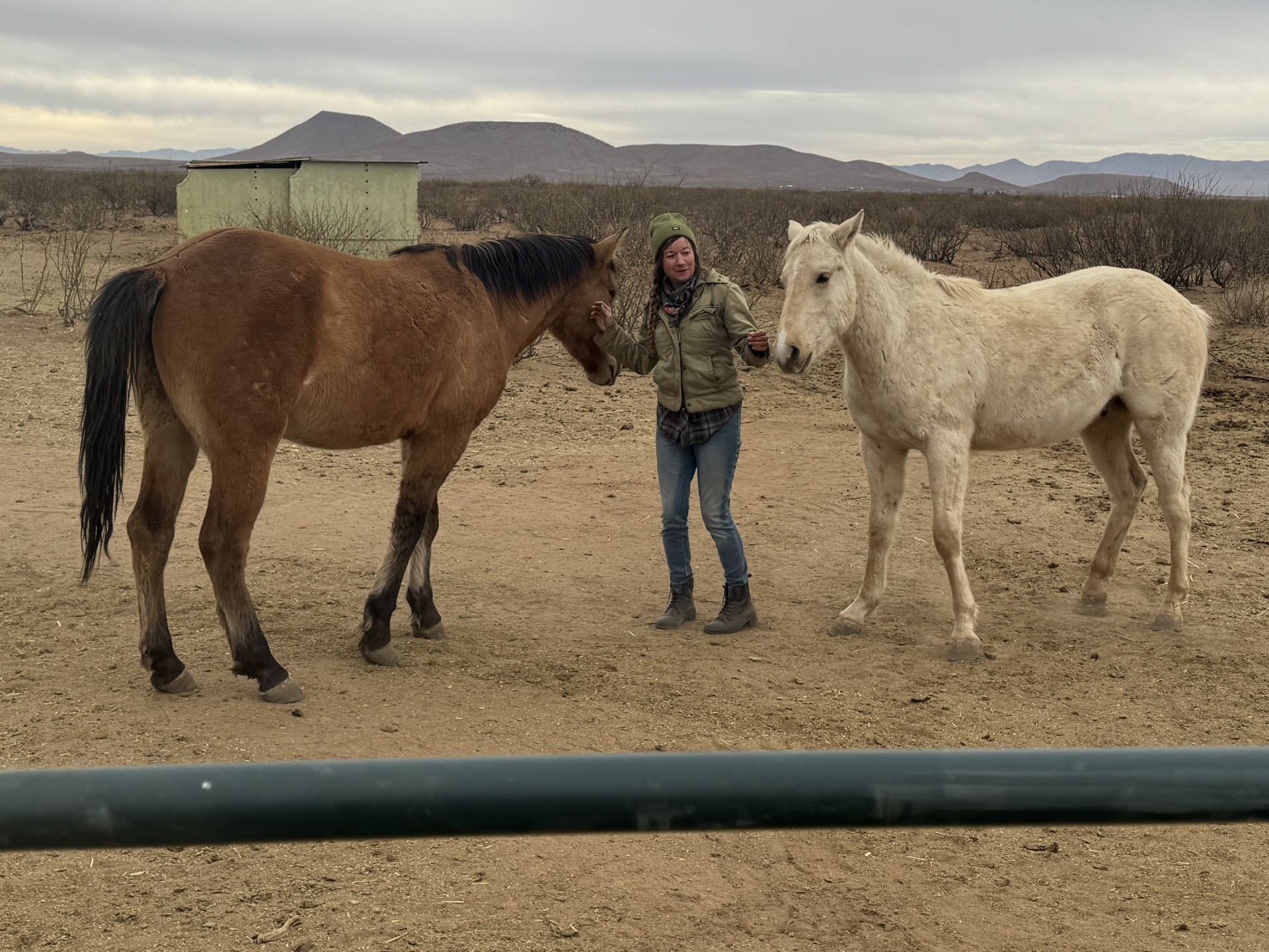 Crystal Field with two of her rescued wild horses.jpg