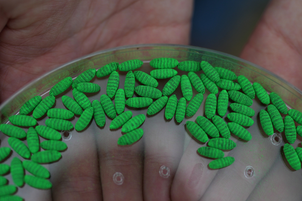 Dyed fly pupae are seen as a sterile fly dispersal station is placed by the U.S. Department of Agriculture to combat the spread of the New World screwworm fly on grounds of a ranch near La Pryor, Texas, Thursday, June 11, 2026. 