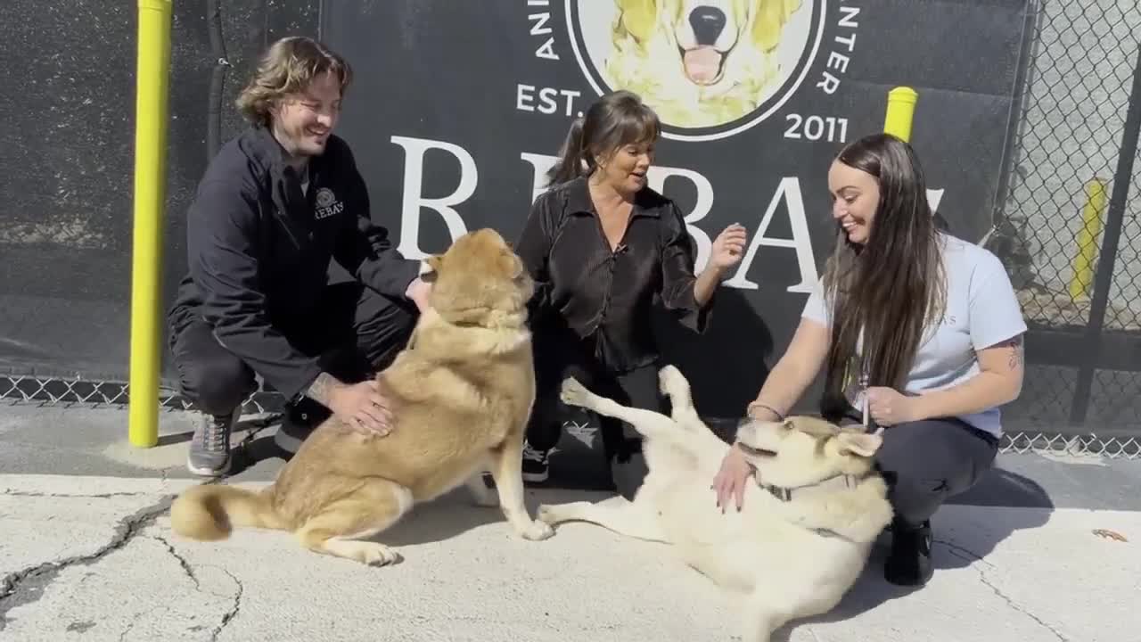 Poster image - 2025-11-17T174652.606.jpg