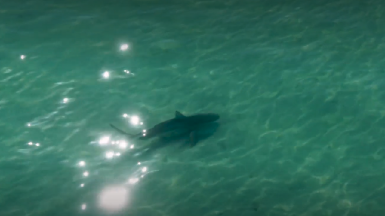 Large shark spotted near Shell Key during Hubbard’s Marina trip