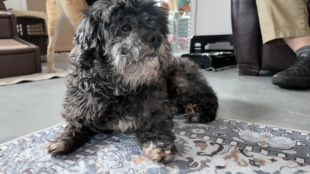 Senior dog sanctuary in Independence says it could help more if it had the space, capital campaign is active