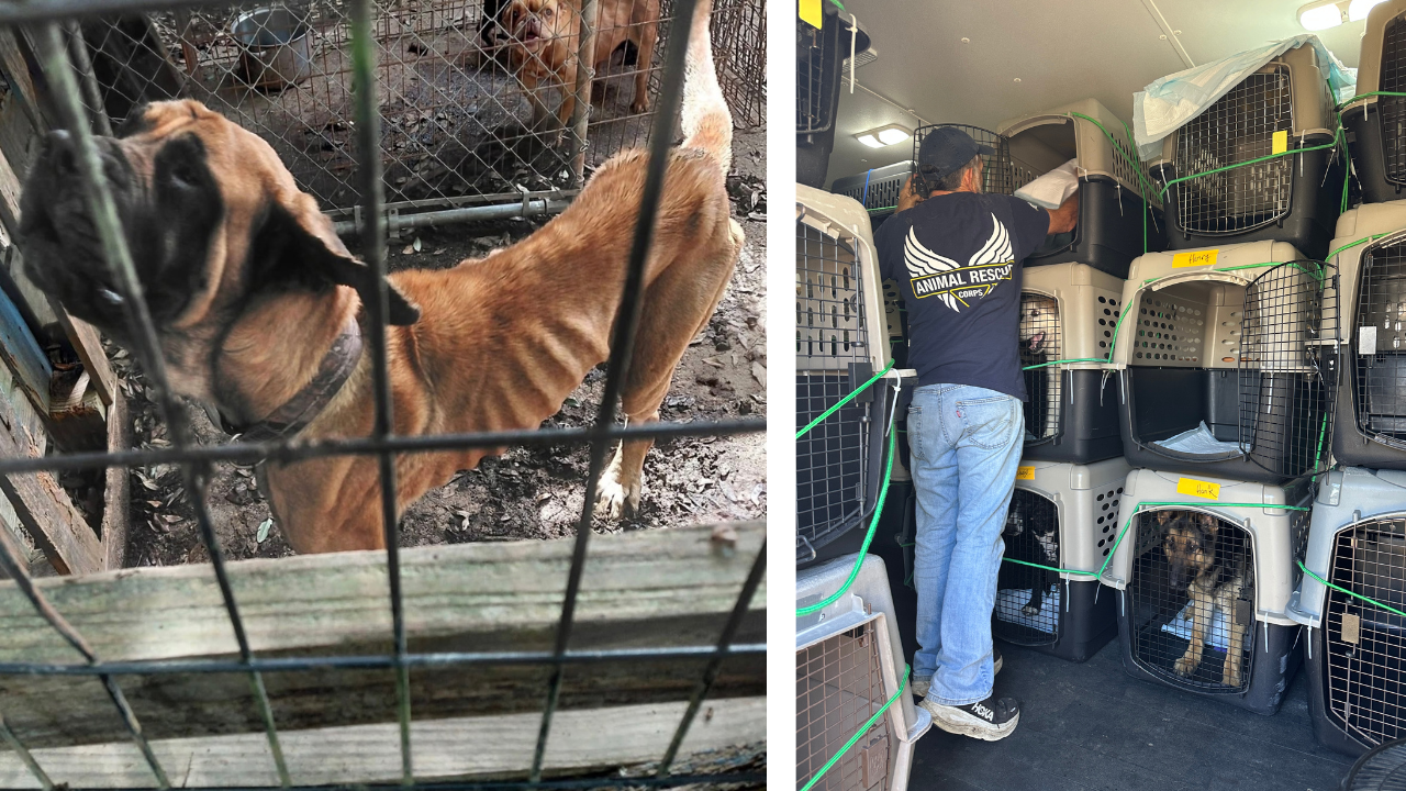 35 rescued dogs brought to Tennessee after Louisiana cruelty case