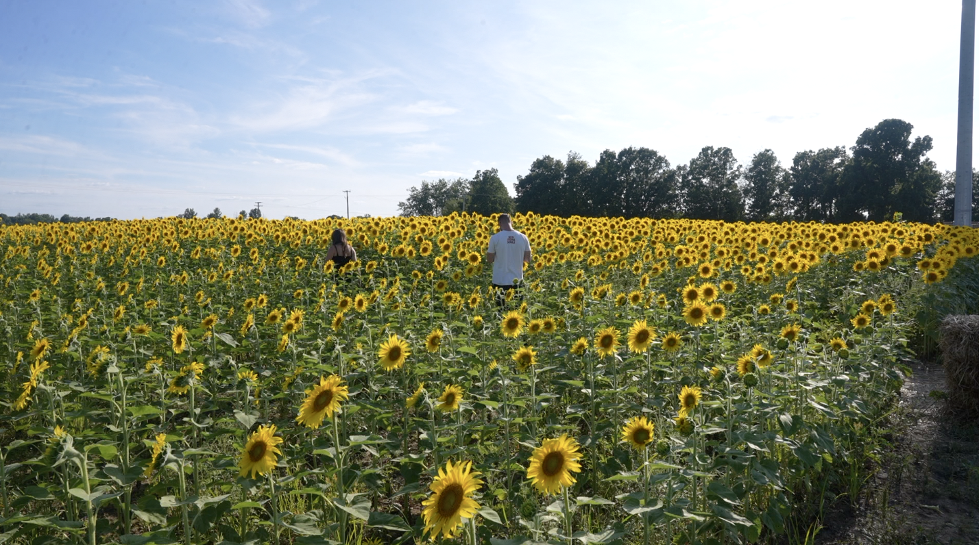 Exploring the 60 acres of sunflower fields at Munsell Farms 