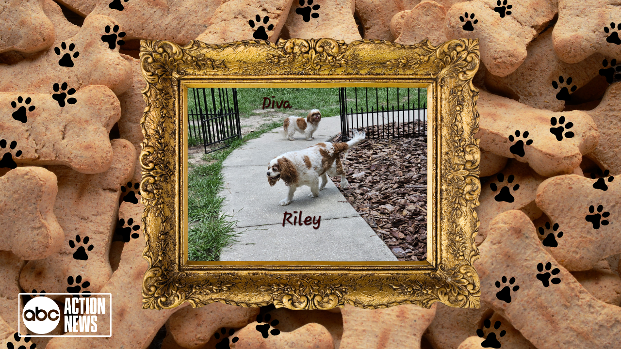 Rescues in Action: Riley