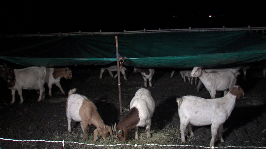 Goats huddle for warmth