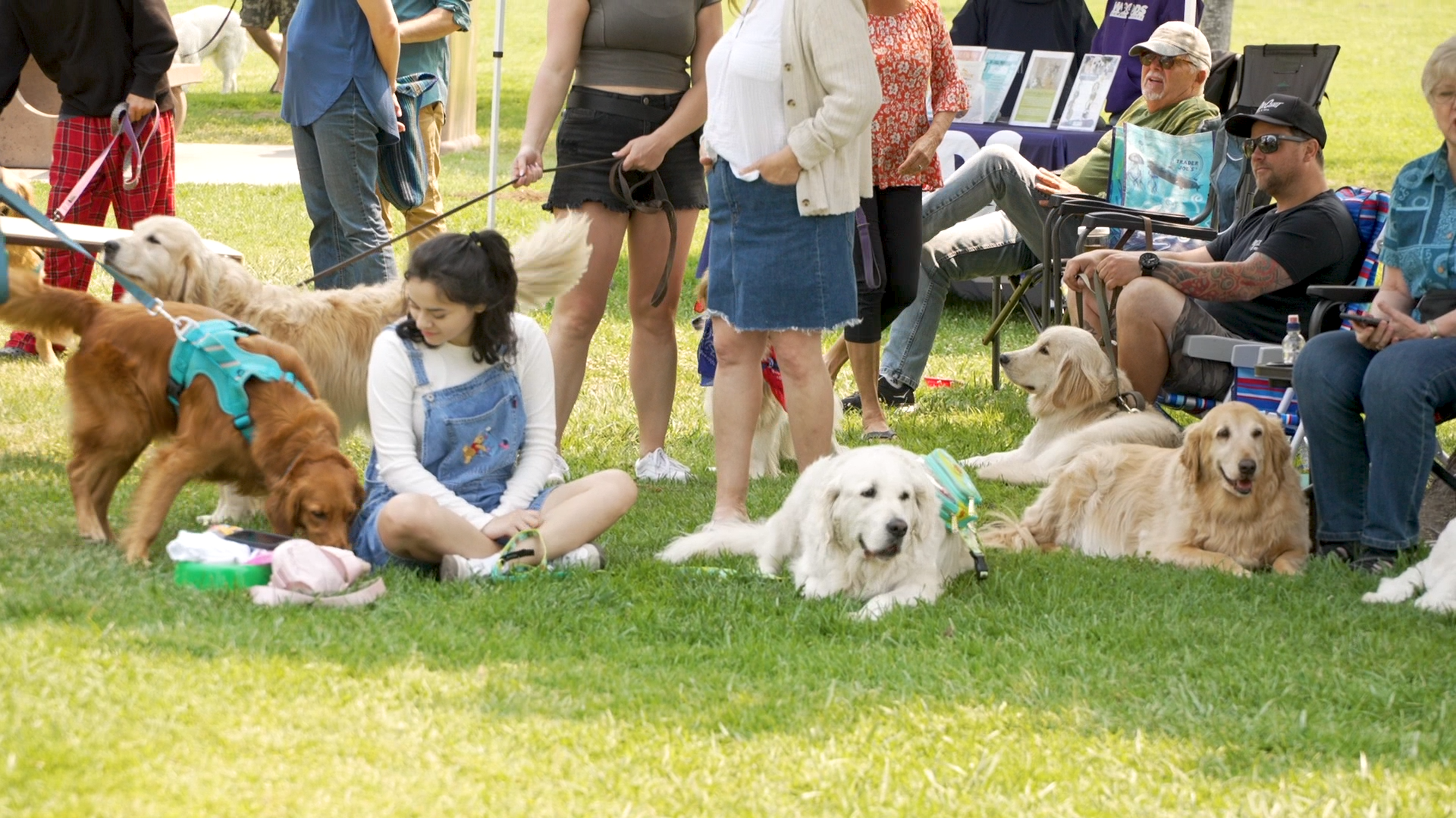 GOLDENS IN THE PARK SVO.00_00_34_17.Still001.png