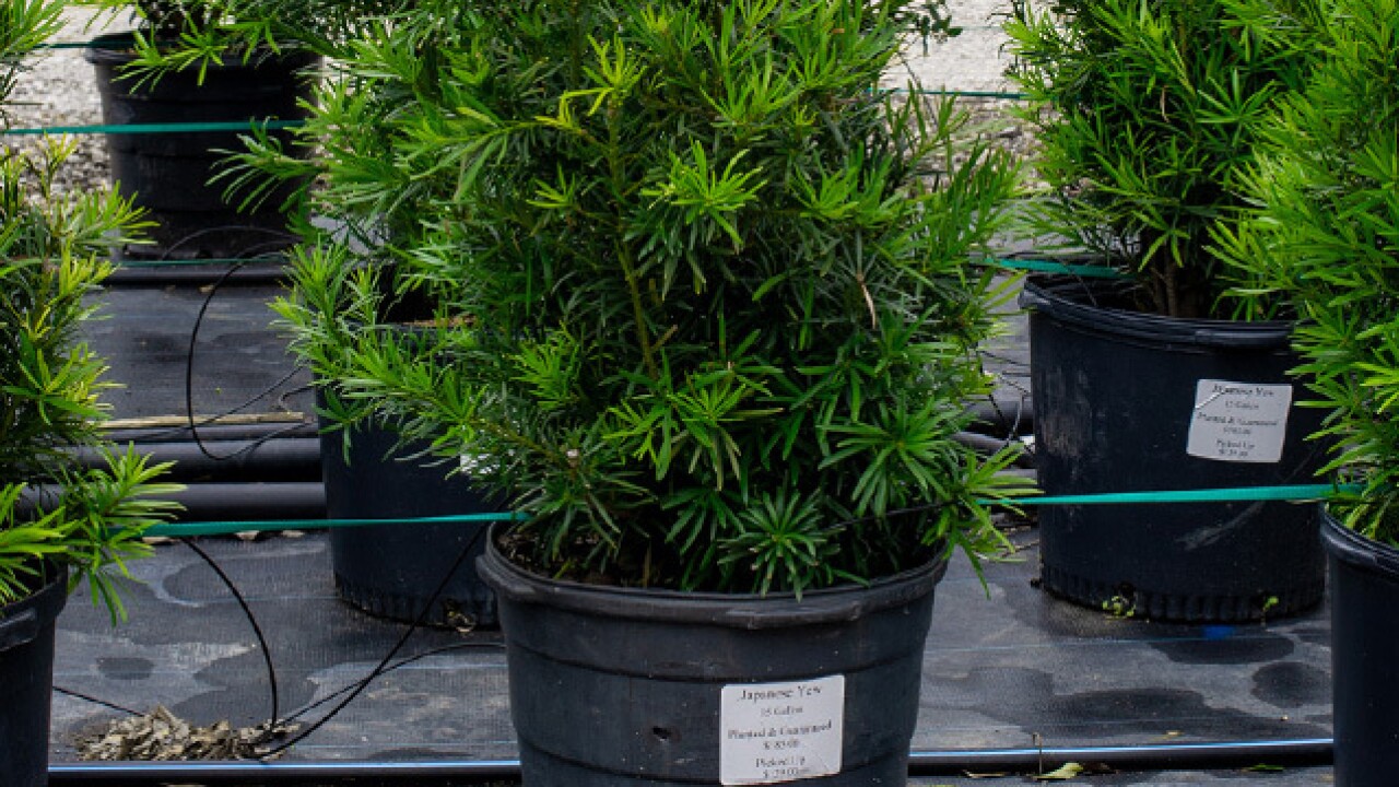 Japanese Yew