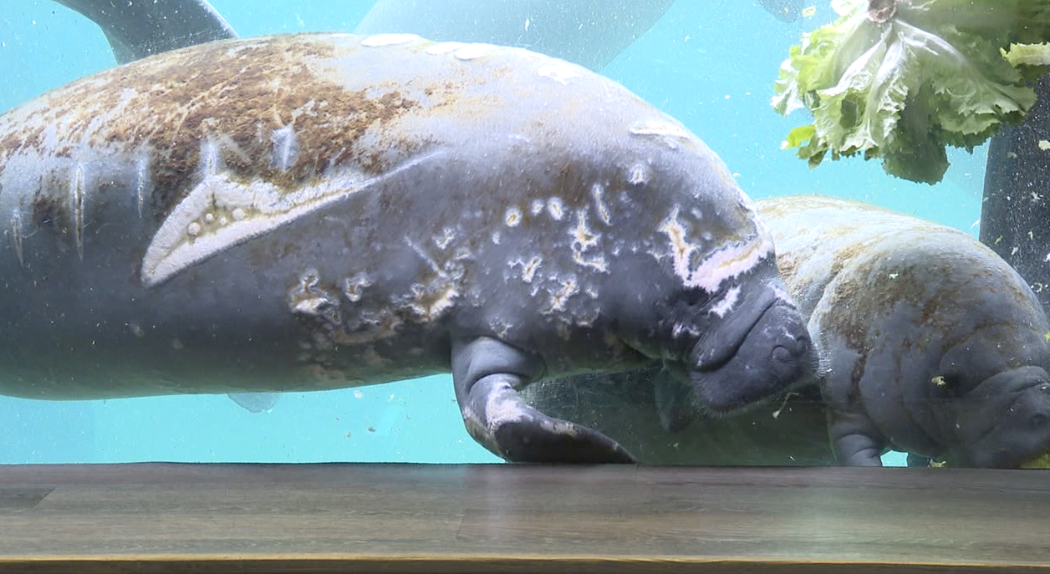 manatee-manatees-endangered species (3).png