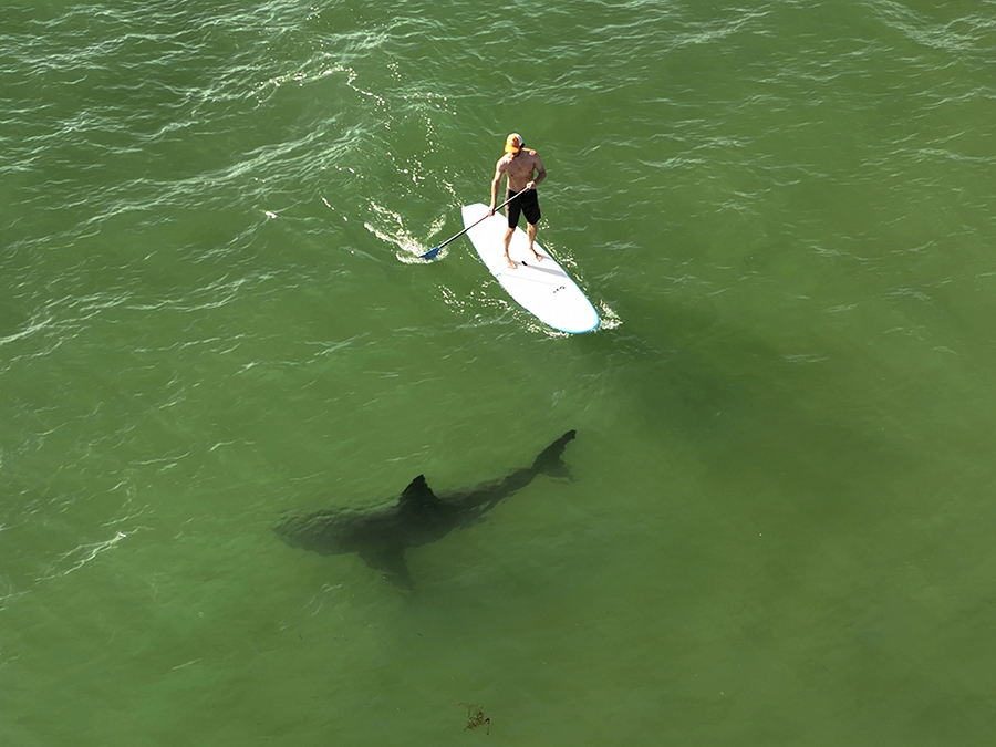 California Sharks Shore