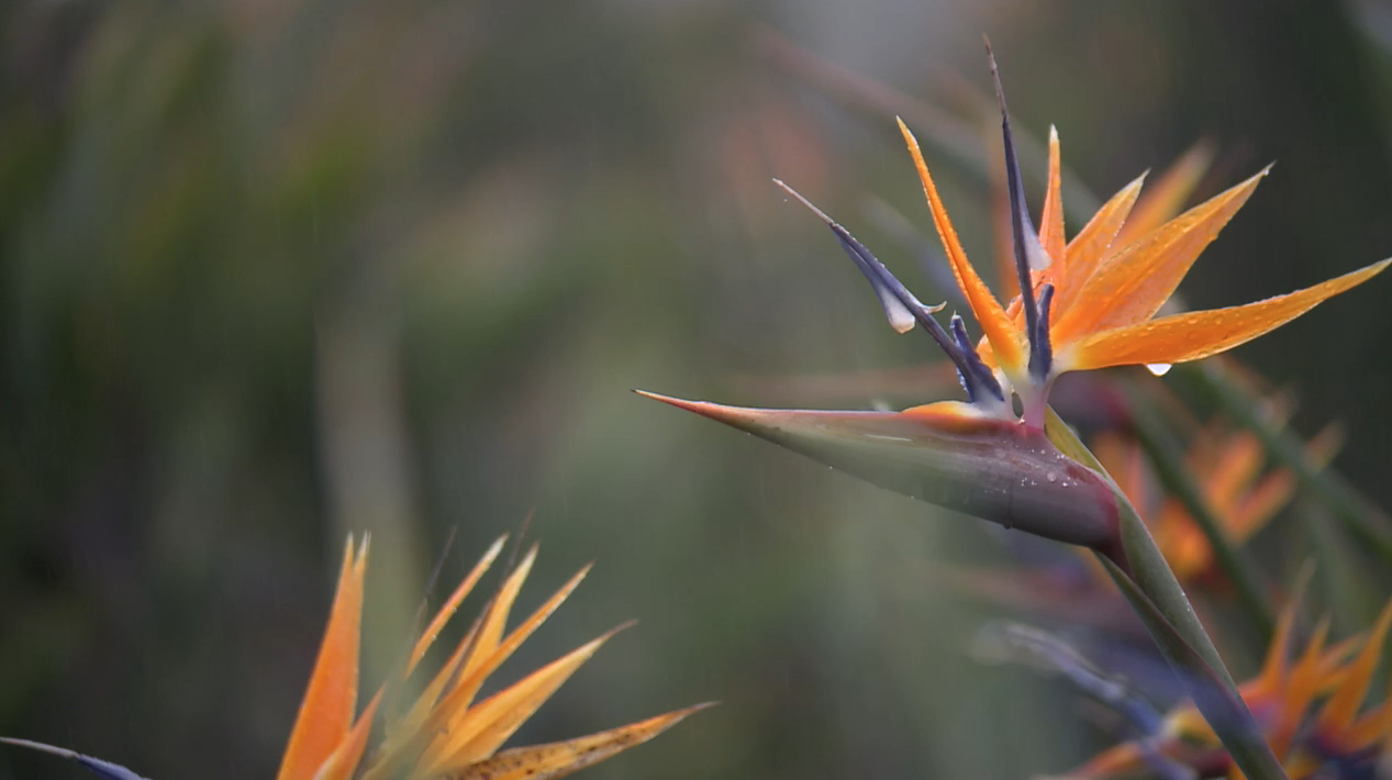 bird of paradise farm