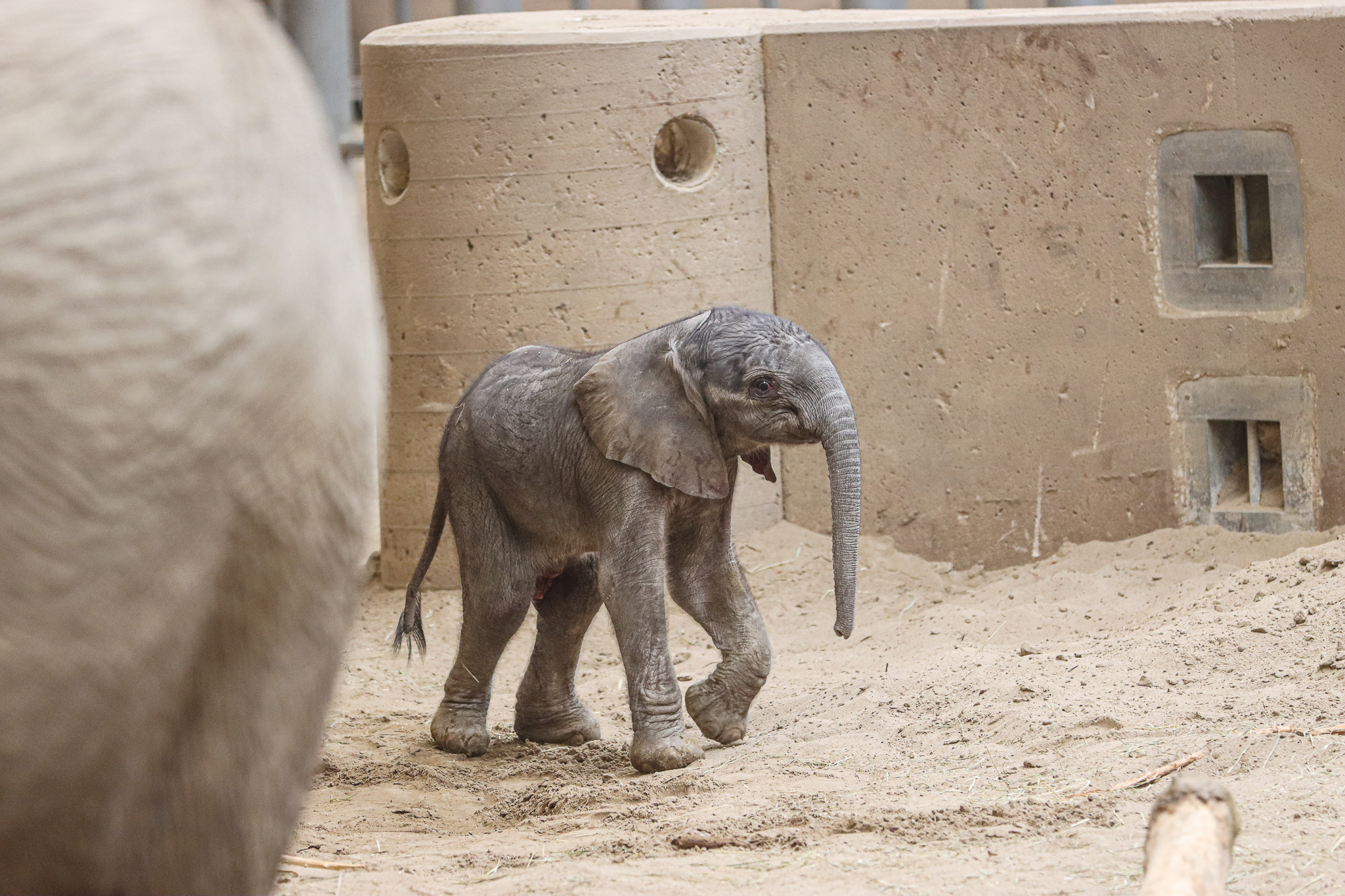 Baby elephant