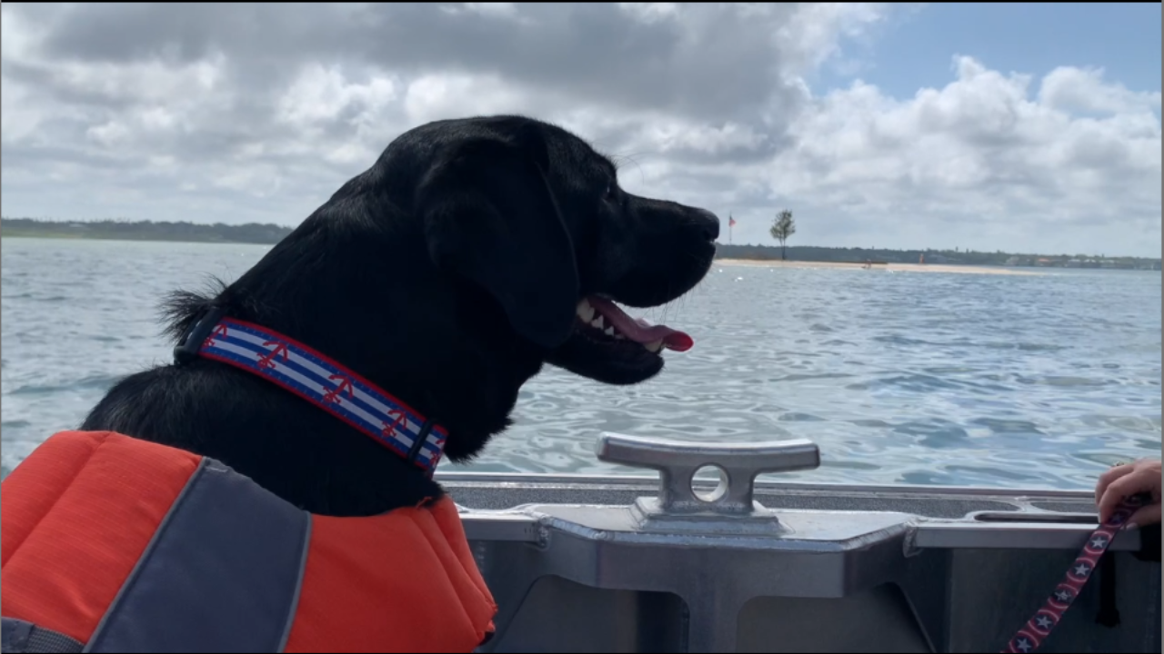 Southeastern Guide Dogs.png