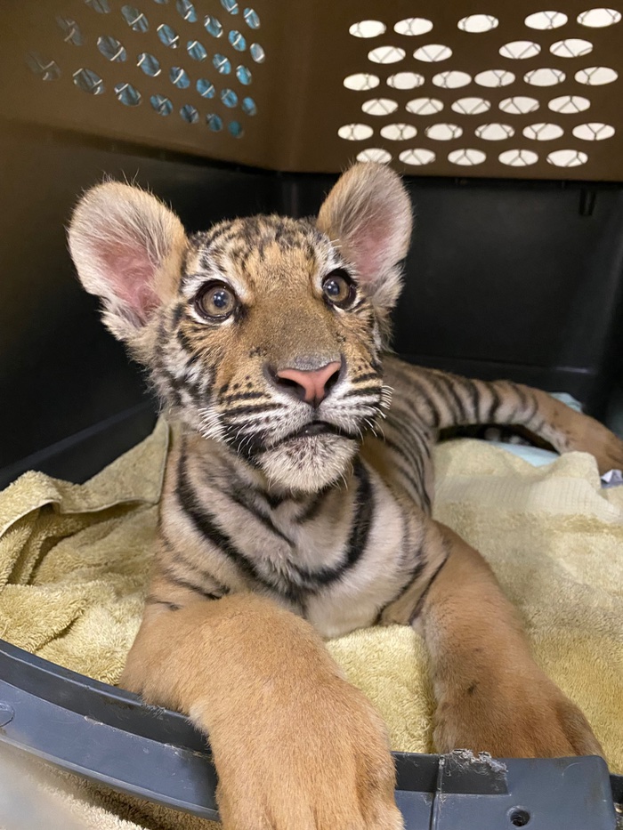 tiger cub rescued from Phoenix man