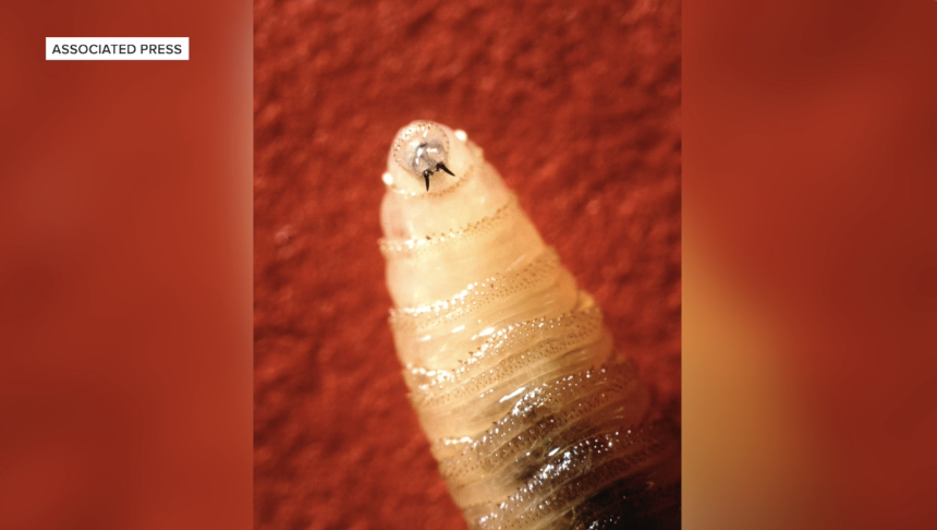 Cattle industry prepares as new world screwworm threat moves closer to Texas, U.S.
