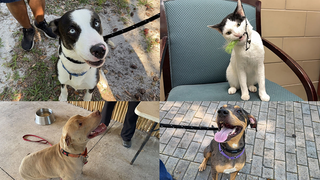 Underdogs Aug. 25, 2025