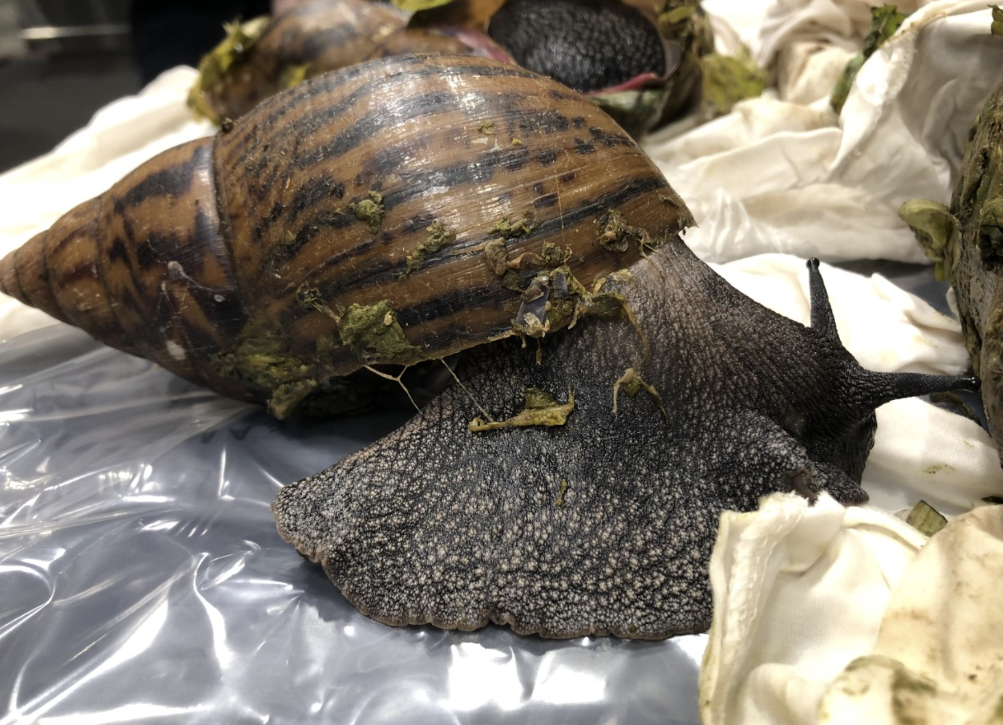 Snails seized