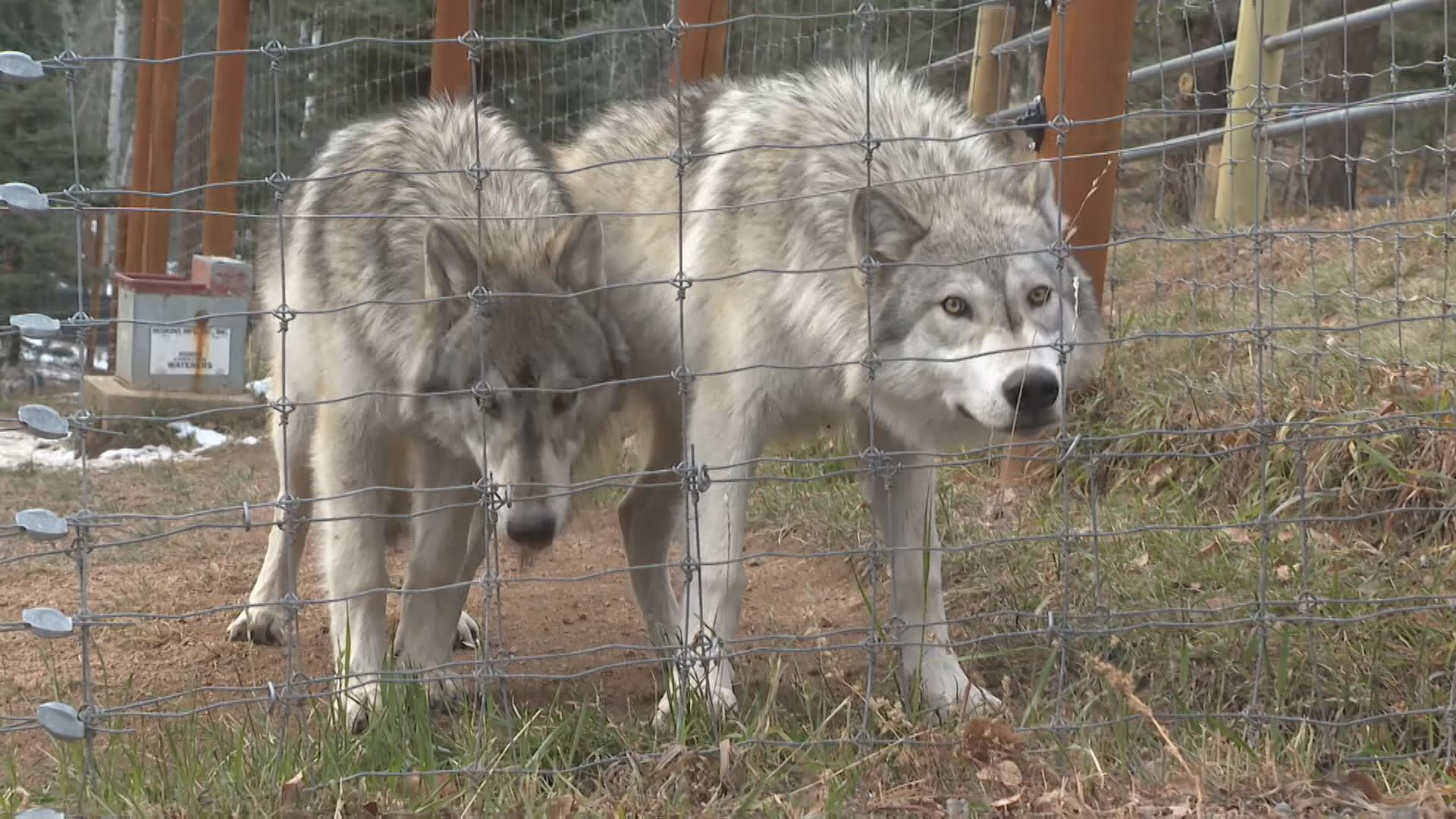 Colorado Wolf and Wildlife Center.jpg