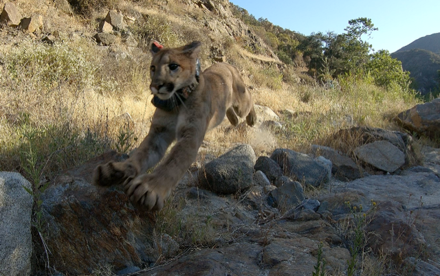 06.21.21 Mountain Lion Release.png