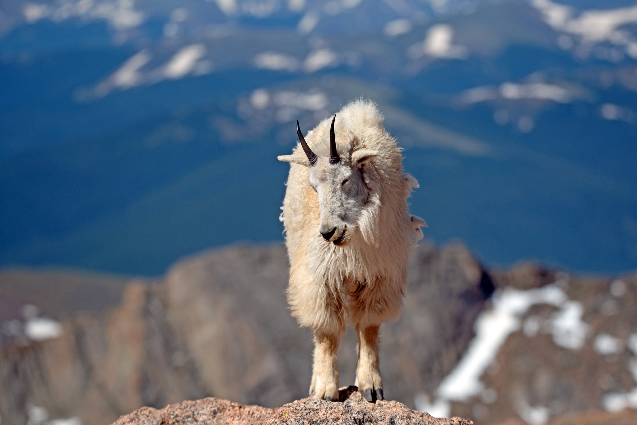 Mountain goat