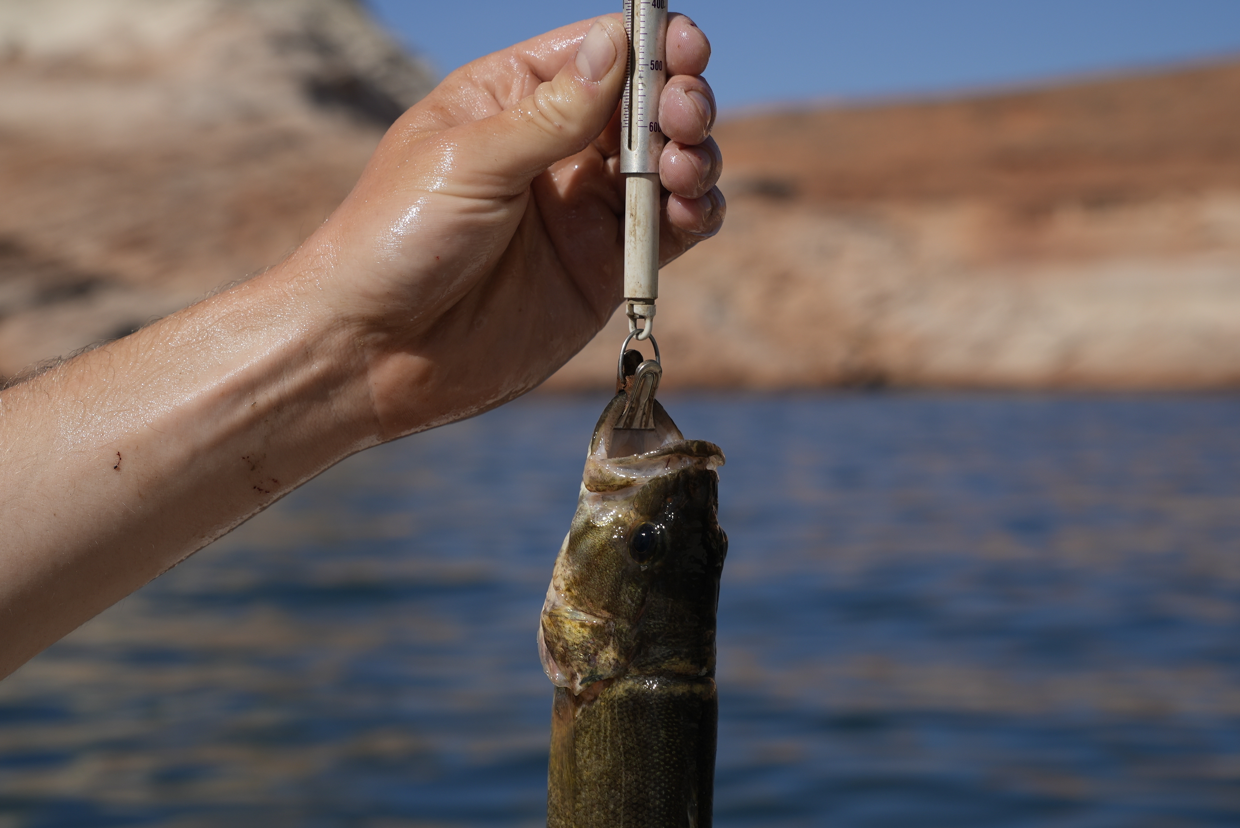 Colorado River Scientists Fears Affirmed
