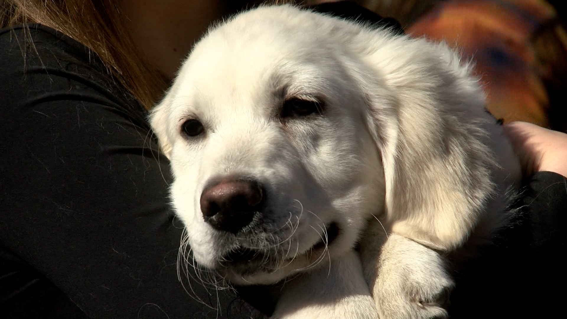 CUTE GOLDEN PUP (goldens in golden